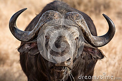 African Buffalo Stock Photo